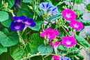 Ipomoea Tricolor